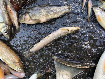 2021_PM September 1_Bauna Fischsterben_Foto